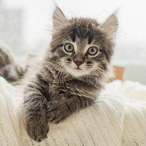Image 1 Kitten
