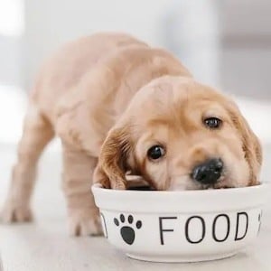 shutterstock_1249058386_-crop-ed-English-cocker-spaniel-puppy-eating-dog-food-from-ceramic-bowl copy